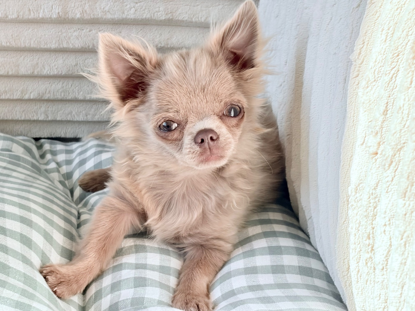 Des Minis Bombes - Chiots disponibles - Chihuahua