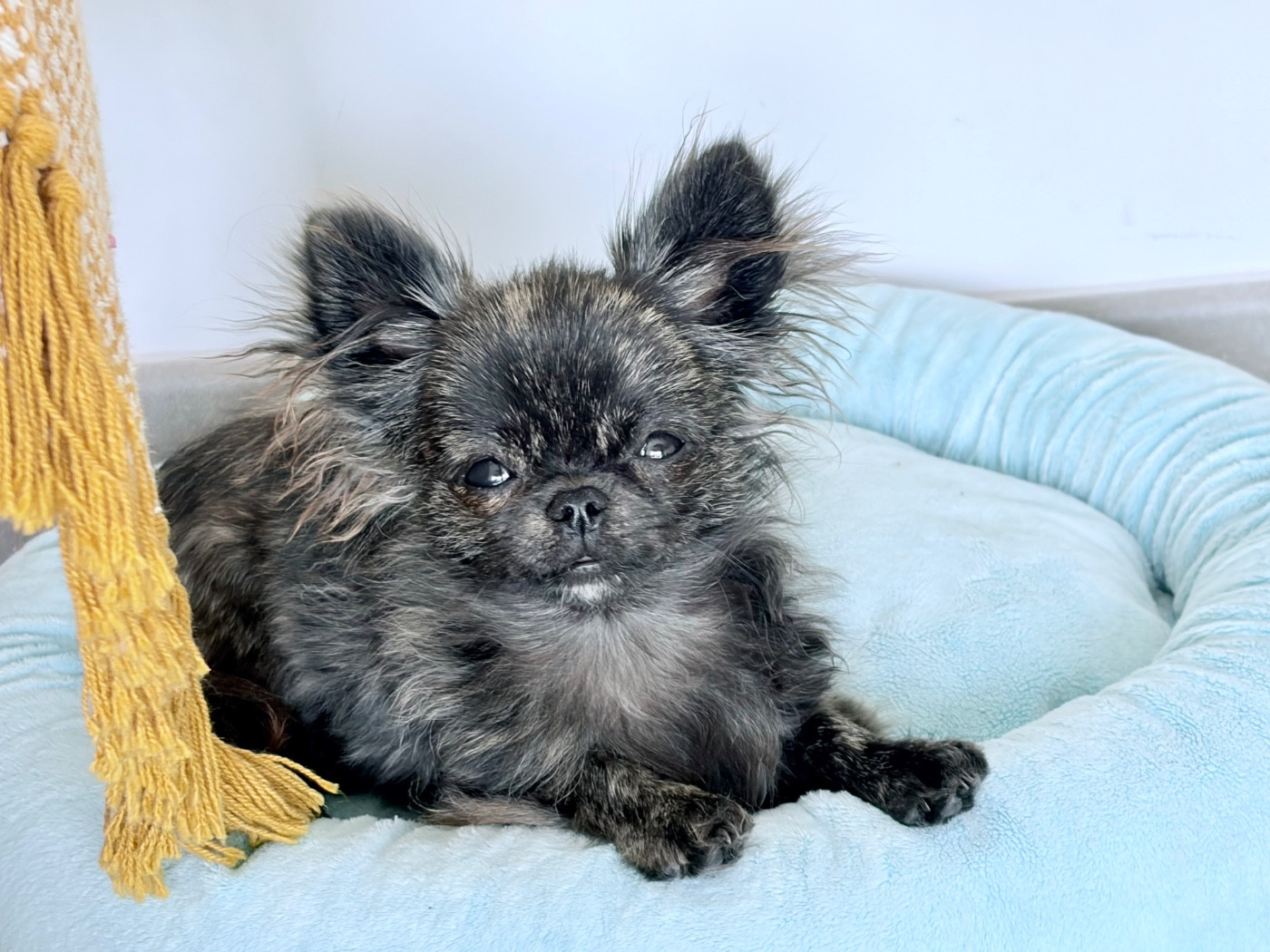 Des Minis Bombes - Chiots disponibles - Chihuahua