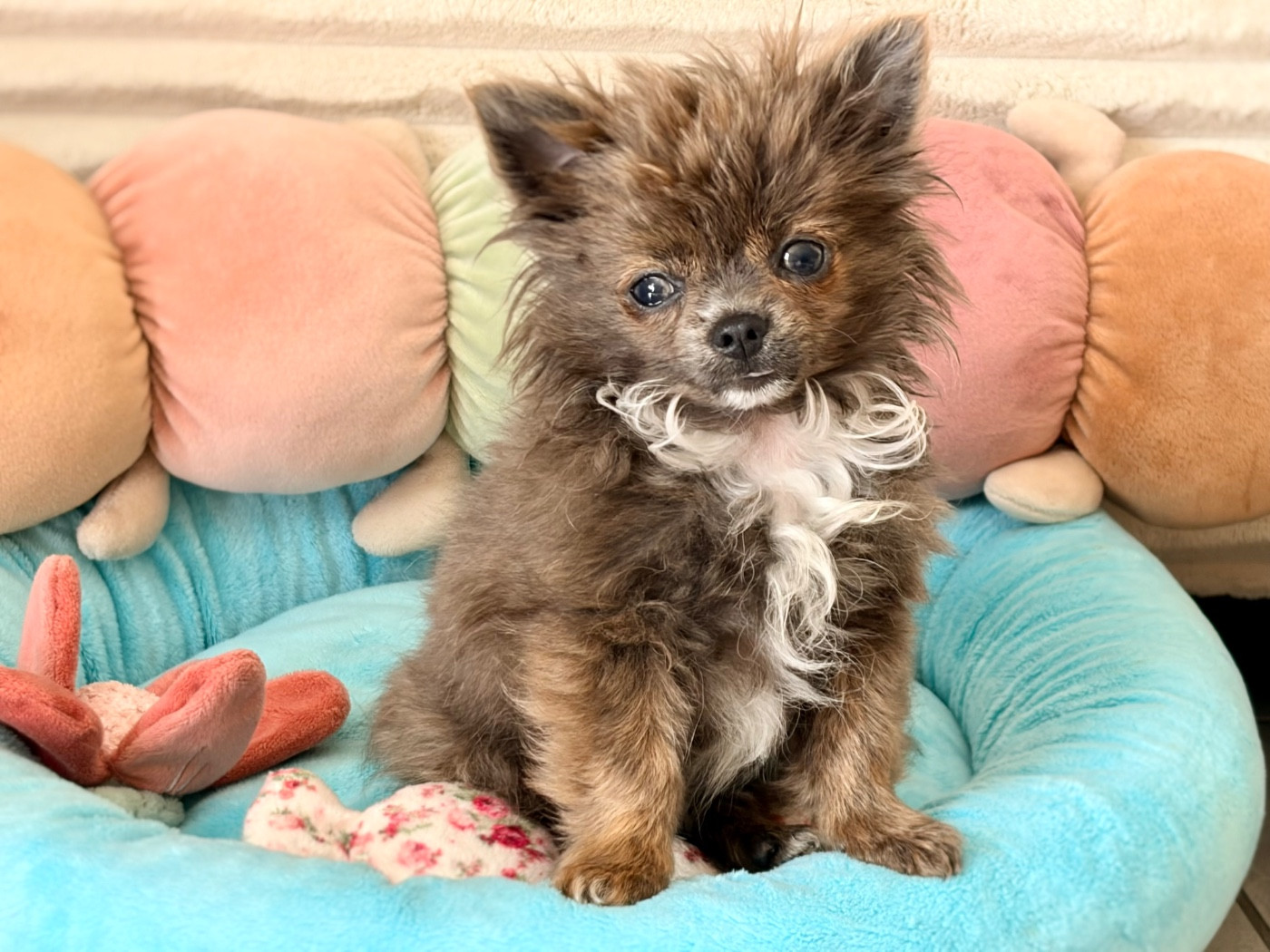 Des Minis Bombes - Chiots disponibles - Chihuahua