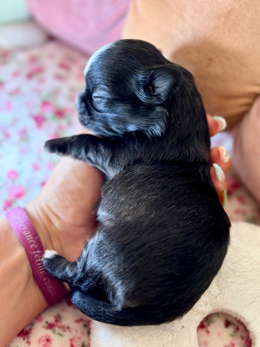 Des Minis Bombes - Chiots disponibles - Chihuahua