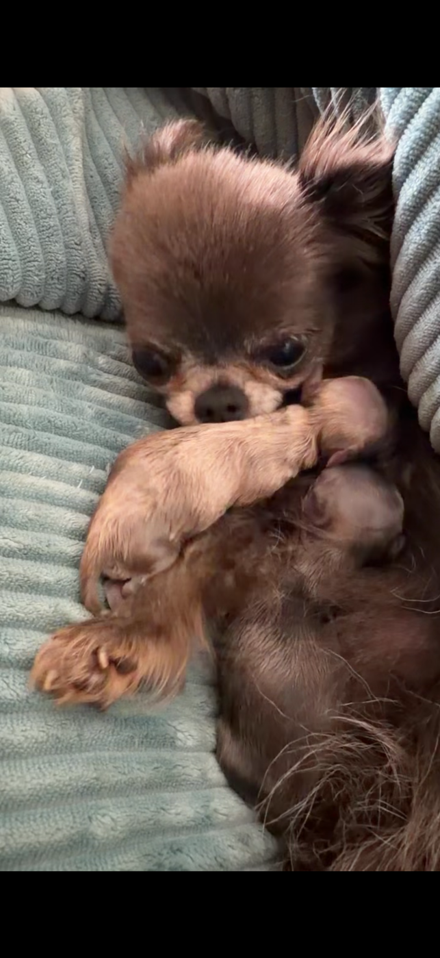 Des Minis Bombes - Chiots disponibles - Chihuahua