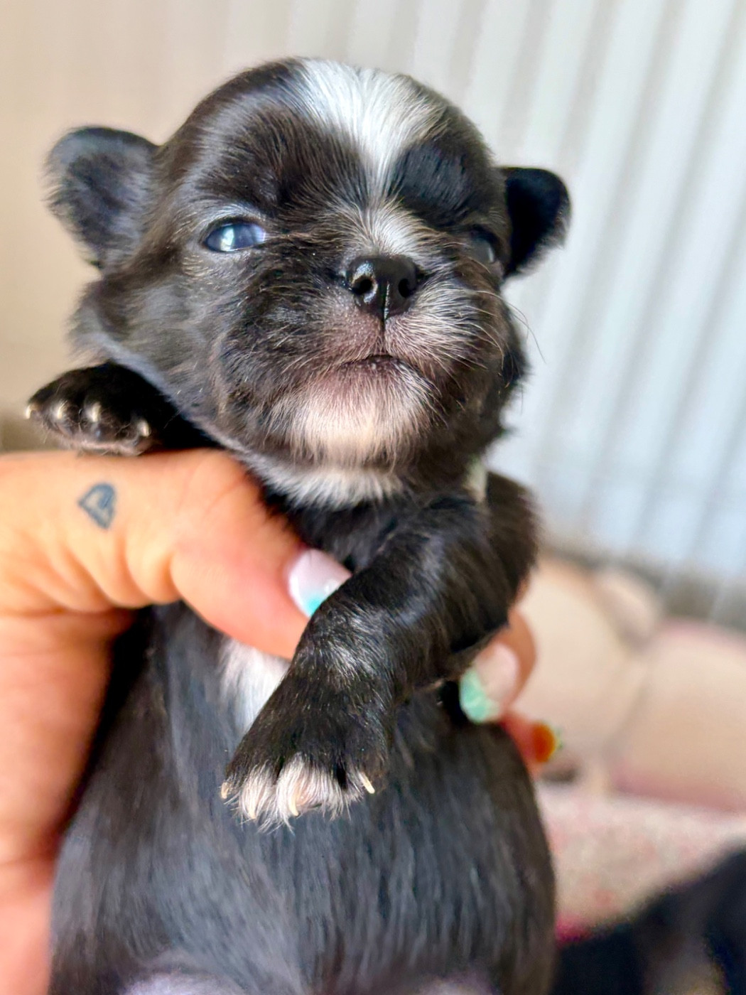 Des Minis Bombes - Chiots disponibles - Chihuahua
