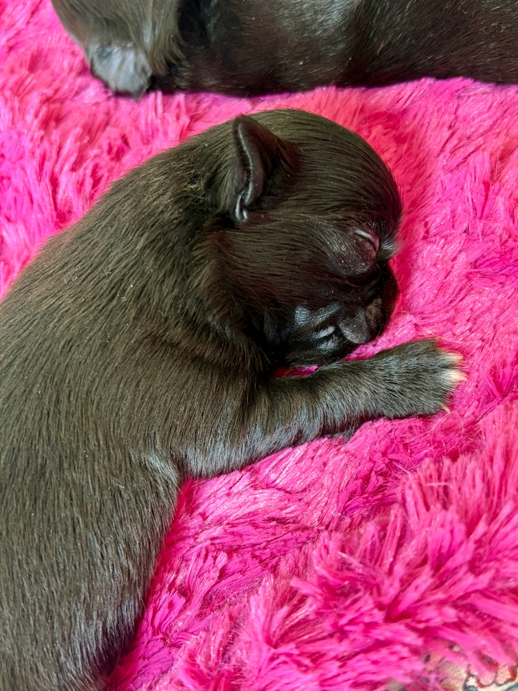 Des Minis Bombes - Chiots disponibles - Chihuahua