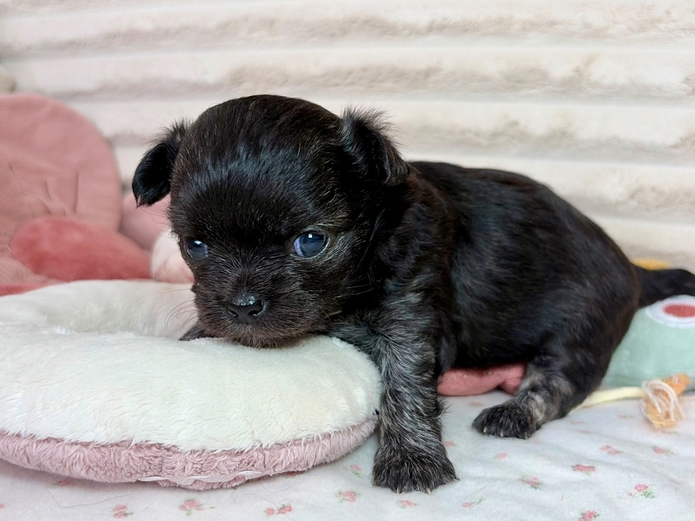 Des Minis Bombes - Chiots disponibles - Chihuahua