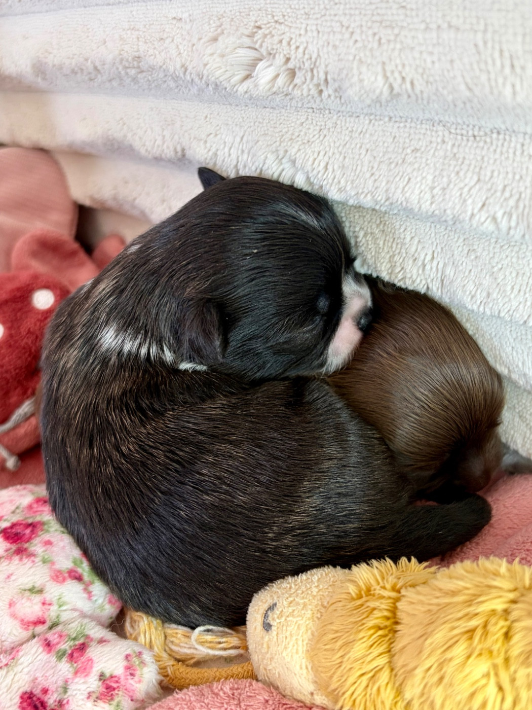 Des Minis Bombes - Chiots disponibles - Chihuahua