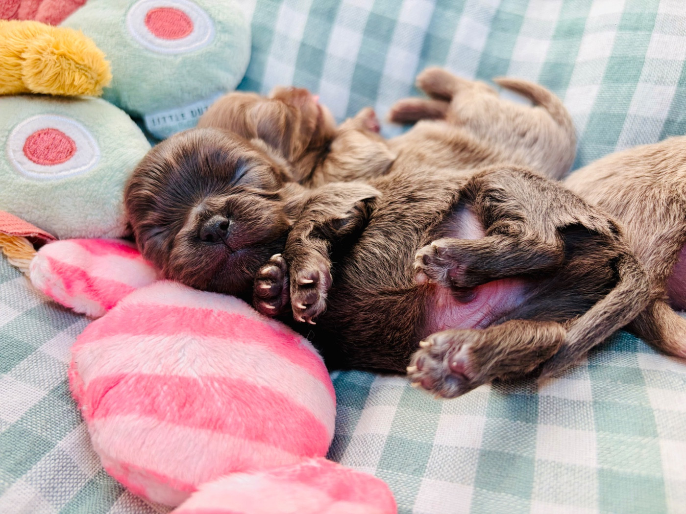 Des Minis Bombes - Chiots disponibles - Chihuahua