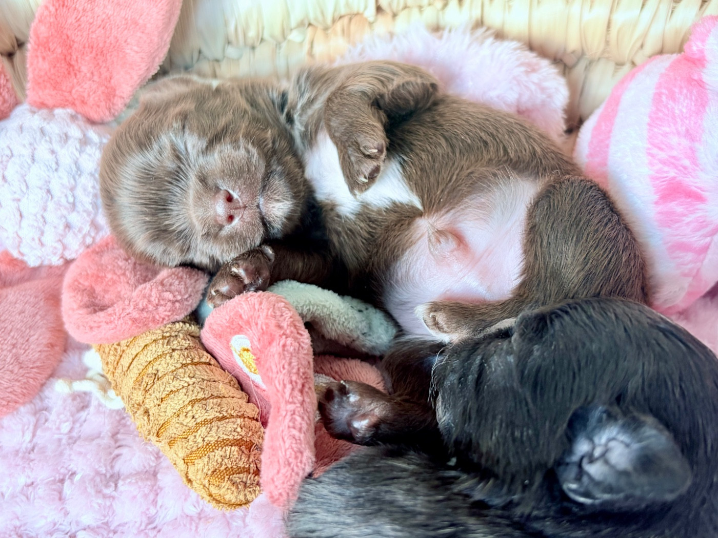 Des Minis Bombes - Chiots disponibles - Chihuahua