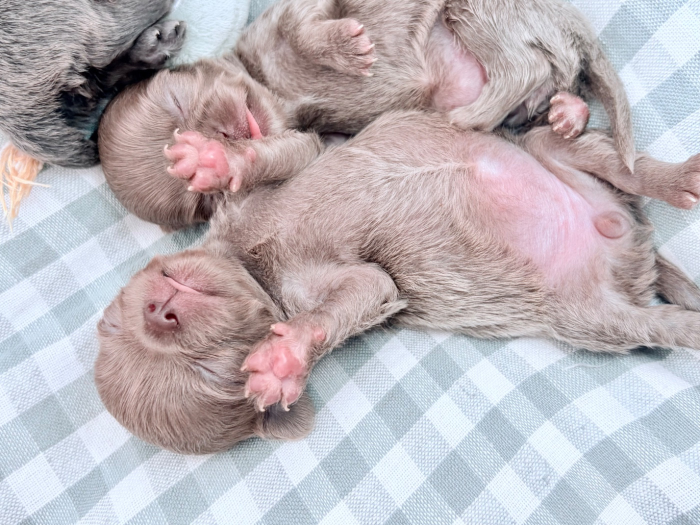 Des Minis Bombes - Chiots disponibles - Chihuahua