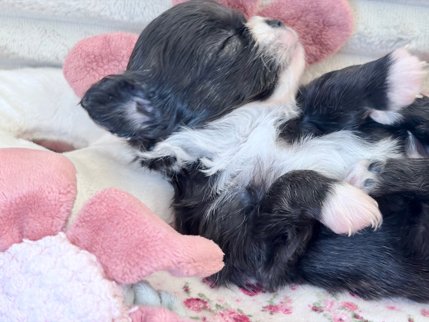 Des Minis Bombes - Chiots disponibles - Chihuahua