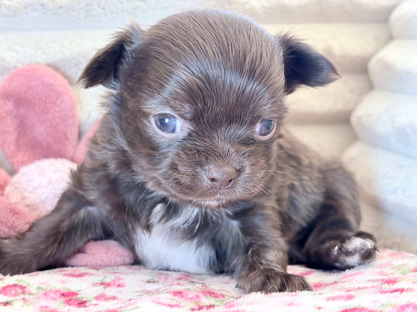 Des Minis Bombes - Chiots disponibles - Chihuahua