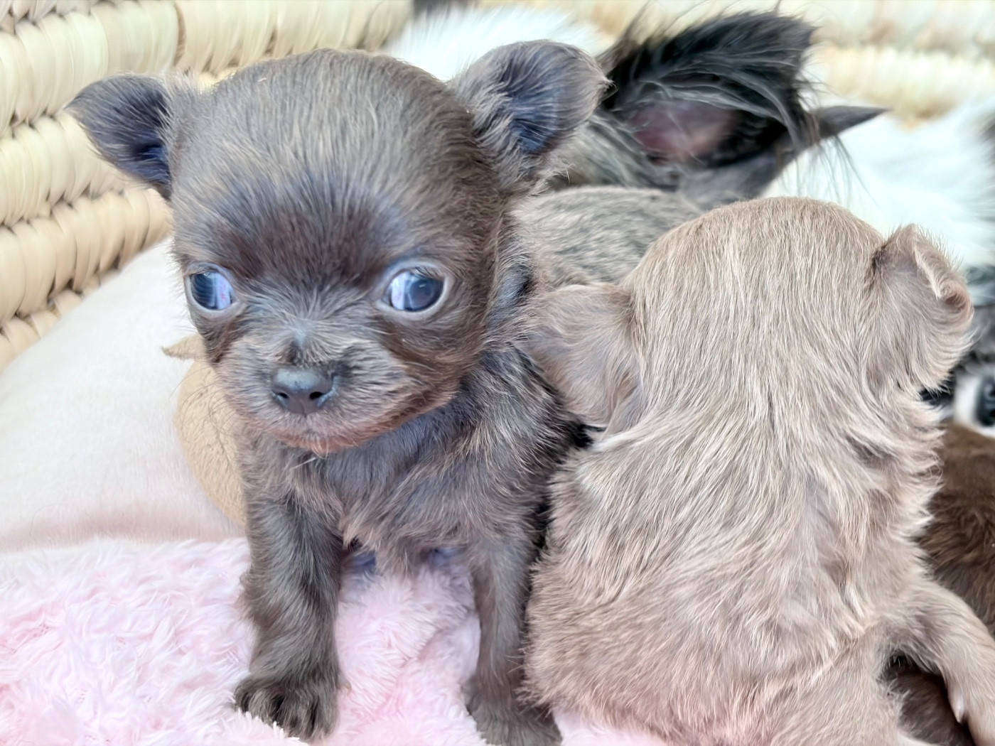 Des Minis Bombes - Chiots disponibles - Chihuahua