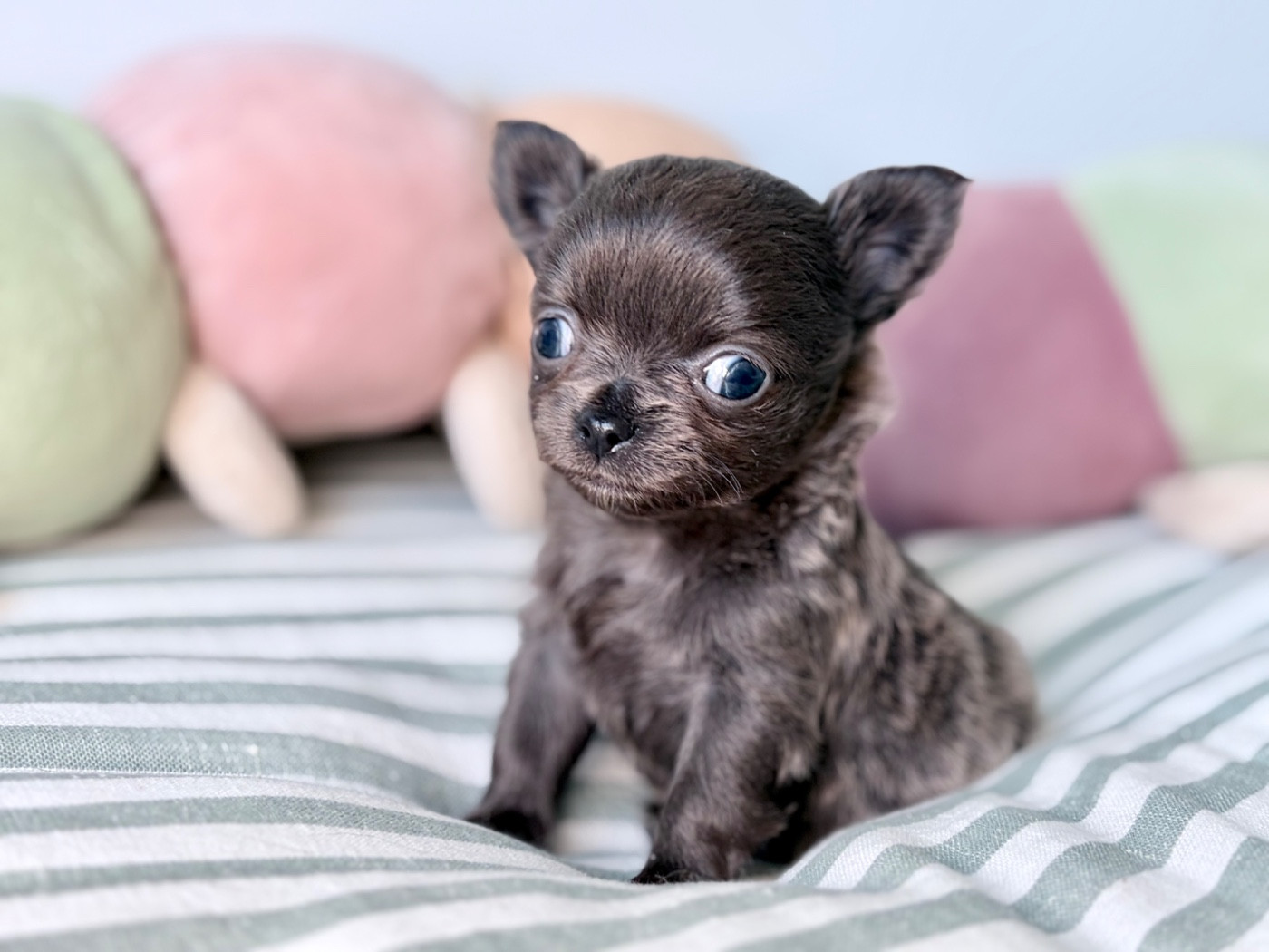 Des Minis Bombes - Chiots disponibles - Chihuahua