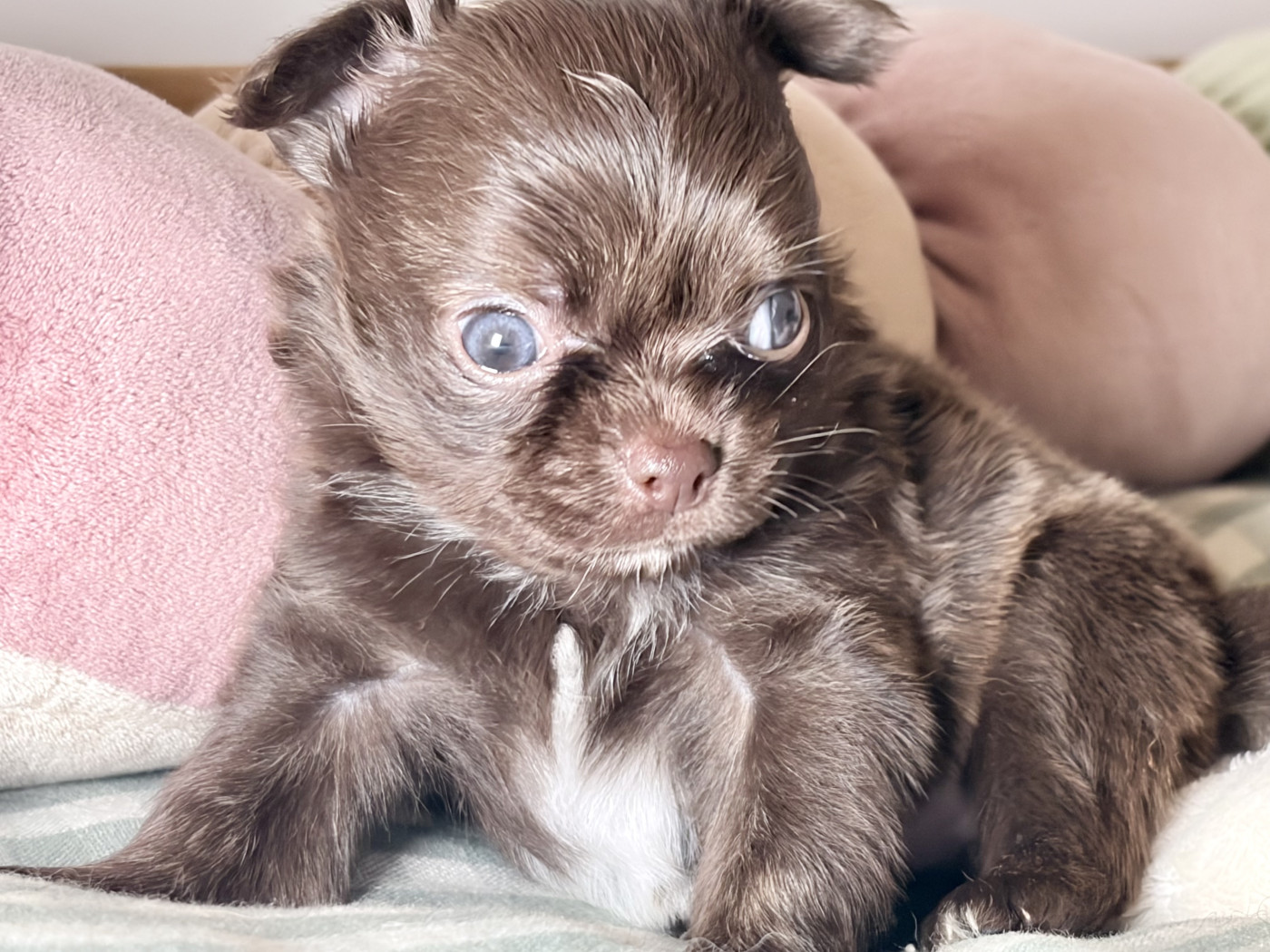 Des Minis Bombes - Chiots disponibles - Chihuahua