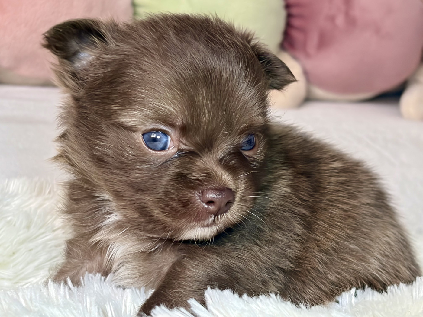 Des Minis Bombes - Chiots disponibles - Chihuahua