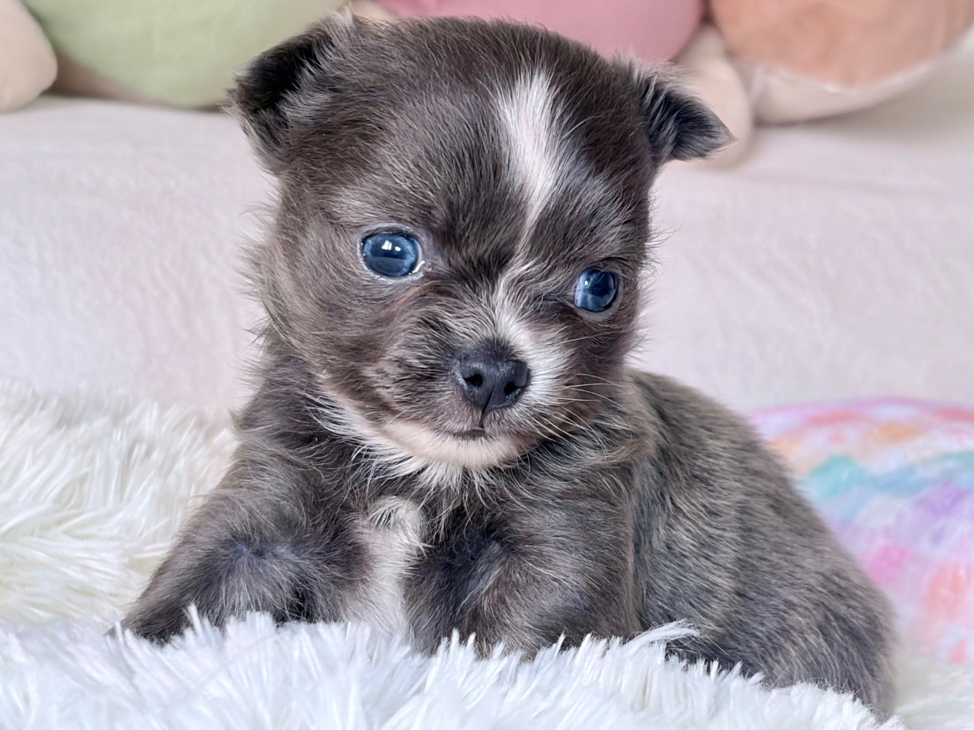 Des Minis Bombes - Chiots disponibles - Chihuahua