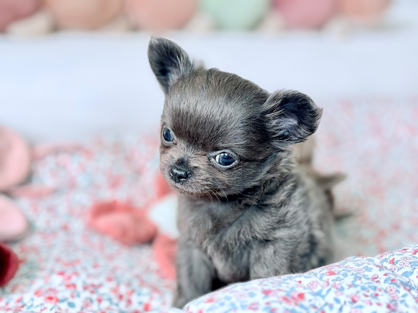 Des Minis Bombes - Chiots disponibles - Chihuahua