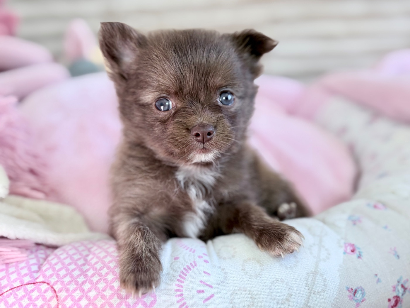 Des Minis Bombes - Chiots disponibles - Chihuahua
