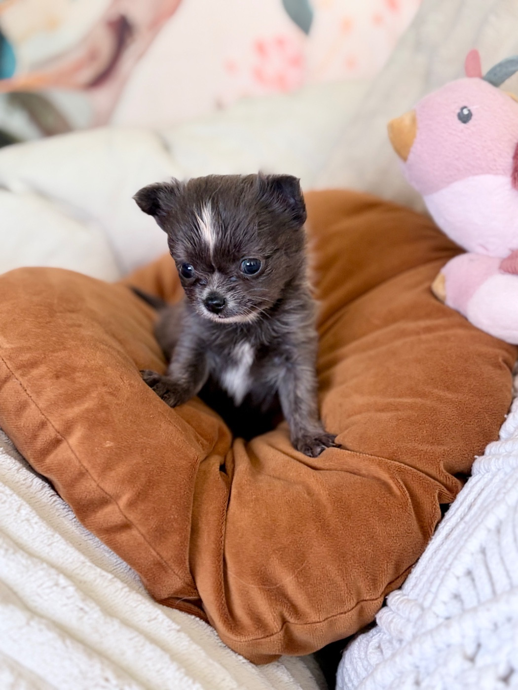 Des Minis Bombes - Chiots disponibles - Chihuahua