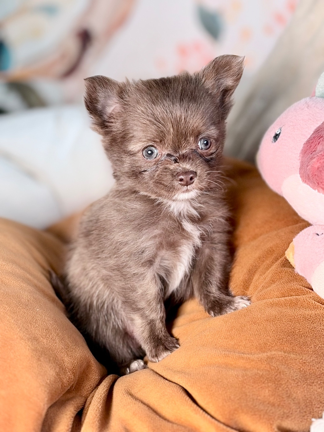 Des Minis Bombes - Chiots disponibles - Chihuahua