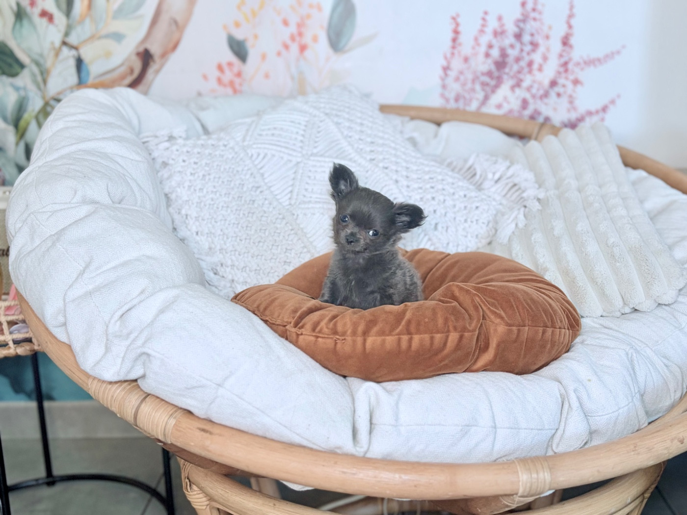 Des Minis Bombes - Chiots disponibles - Chihuahua