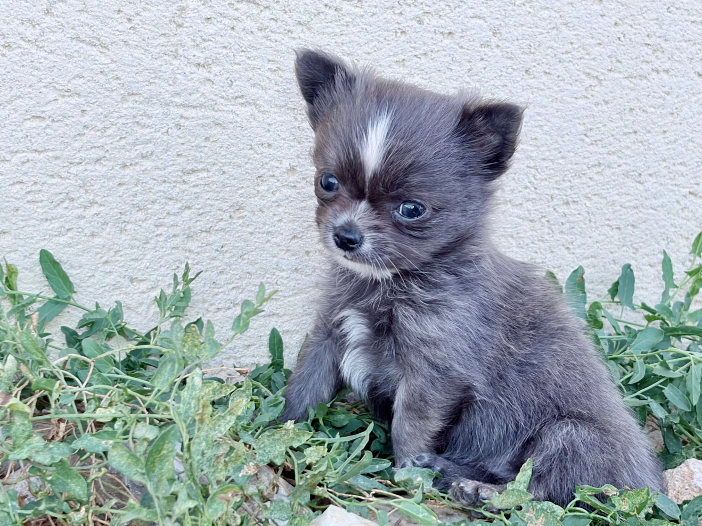 Des Minis Bombes - Chiots disponibles - Chihuahua