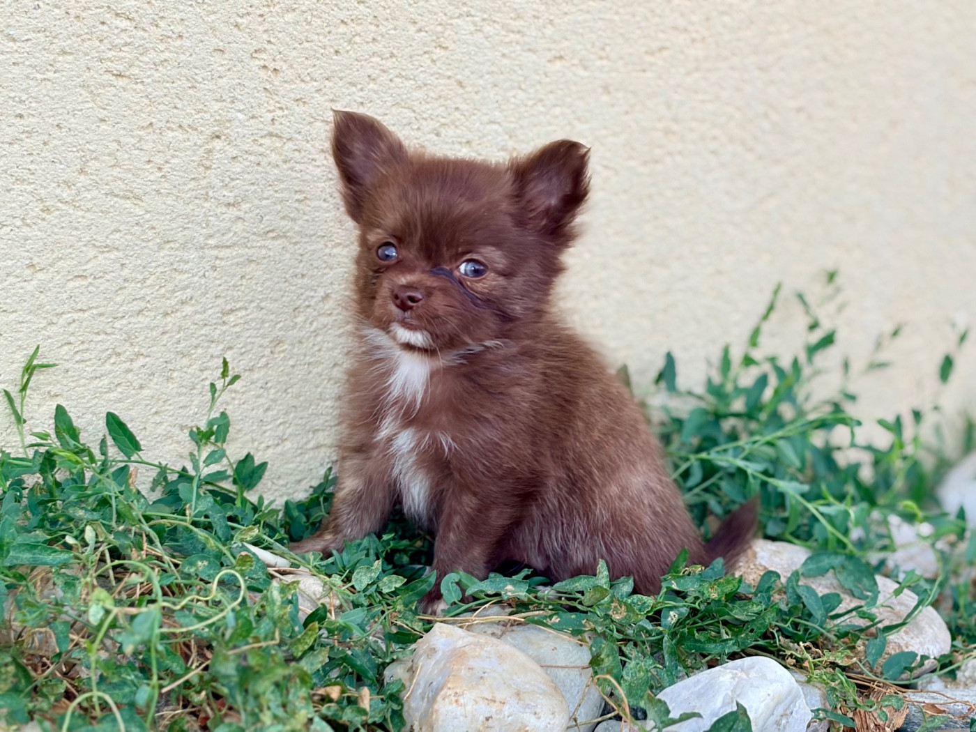 Des Minis Bombes - Chiots disponibles - Chihuahua