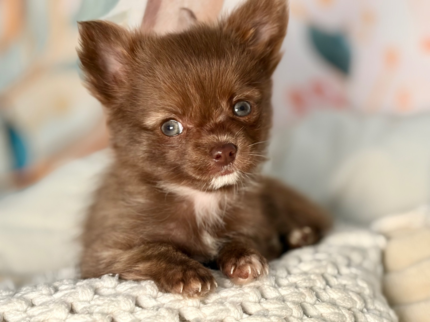 Des Minis Bombes - Chiots disponibles - Chihuahua
