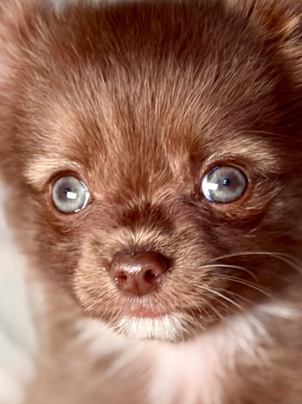 Des Minis Bombes - Chiots disponibles - Chihuahua