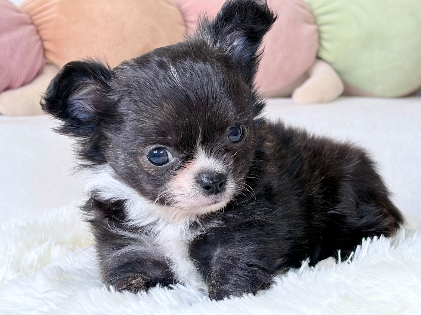 Des Minis Bombes - Chiots disponibles - Chihuahua
