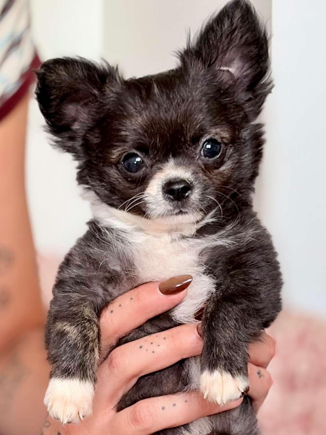 Des Minis Bombes - Chiots disponibles - Chihuahua