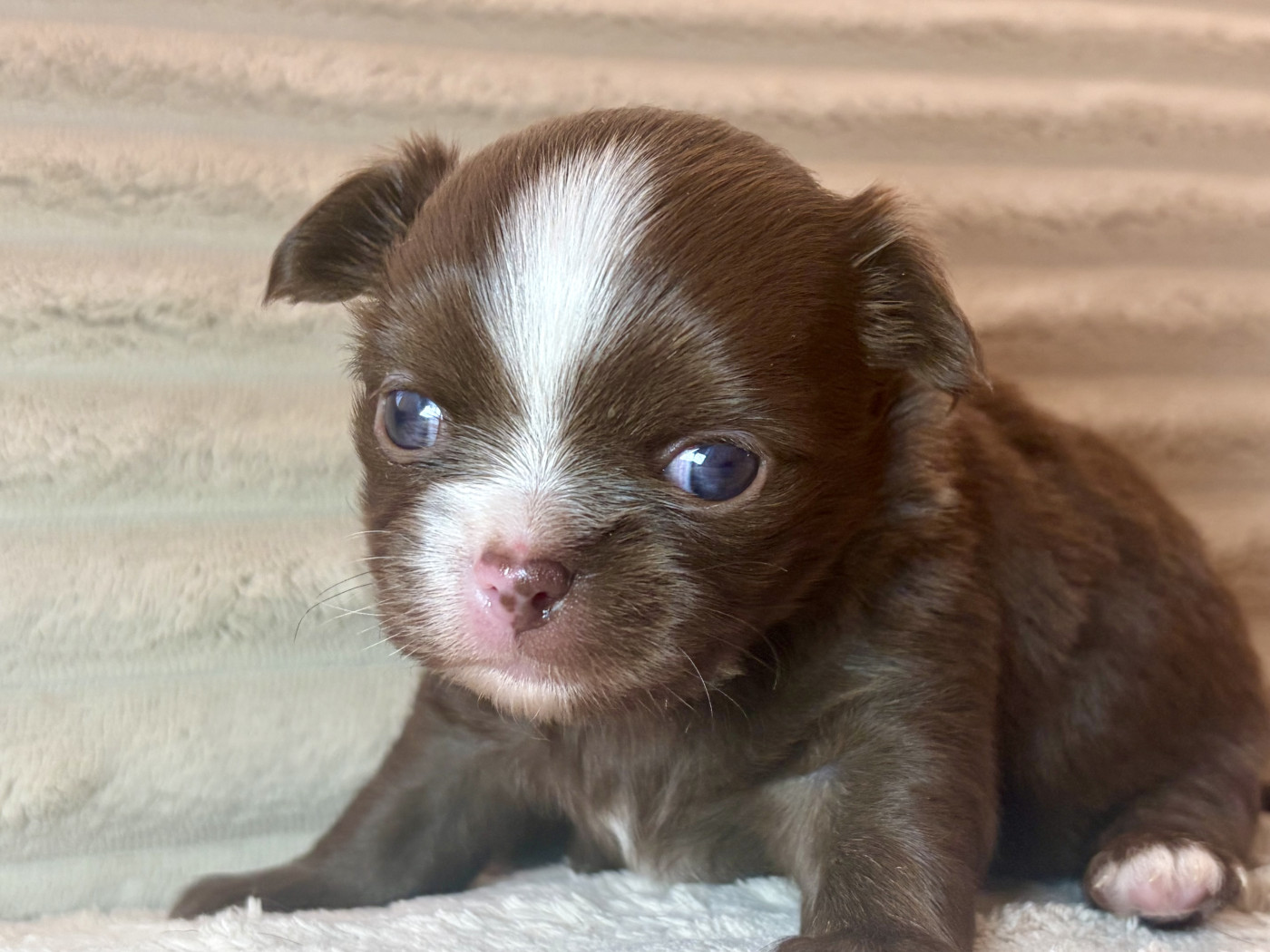 Des Minis Bombes - Chiots disponibles - Chihuahua