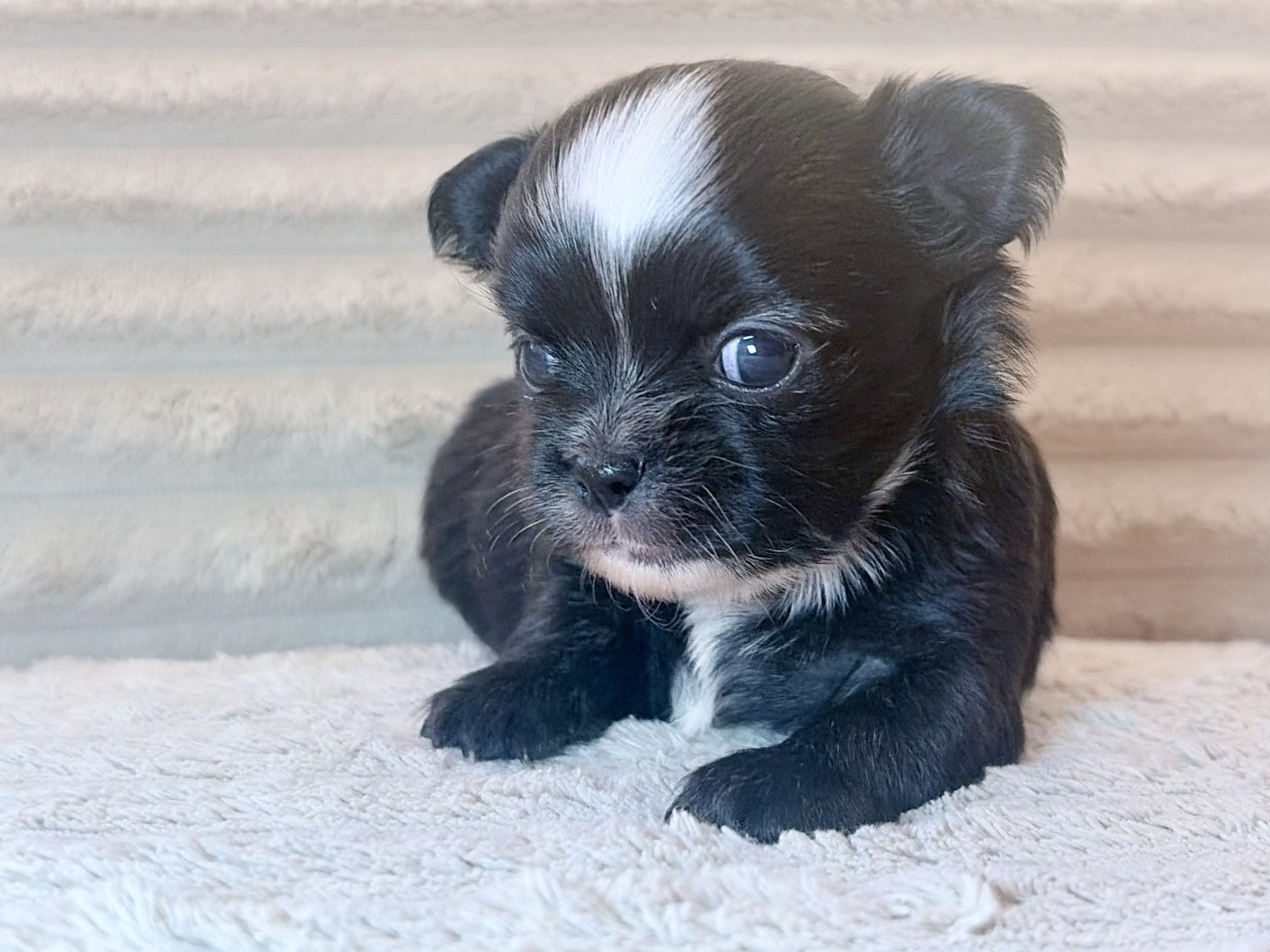 Des Minis Bombes - Chiots disponibles - Chihuahua