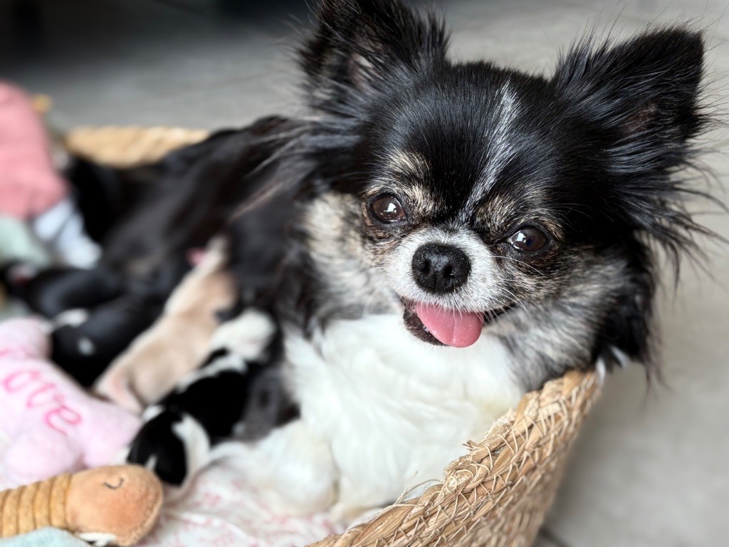 Chiot Chihuahua Des Minis Bombes