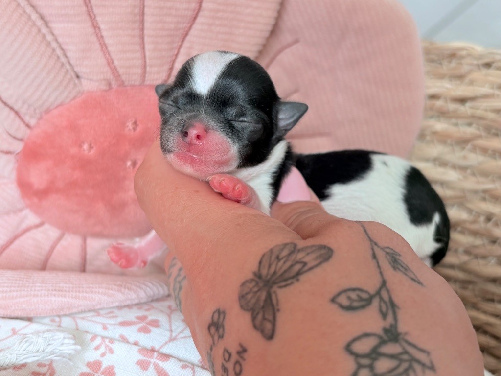 Des Minis Bombes - Chiots disponibles - Chihuahua