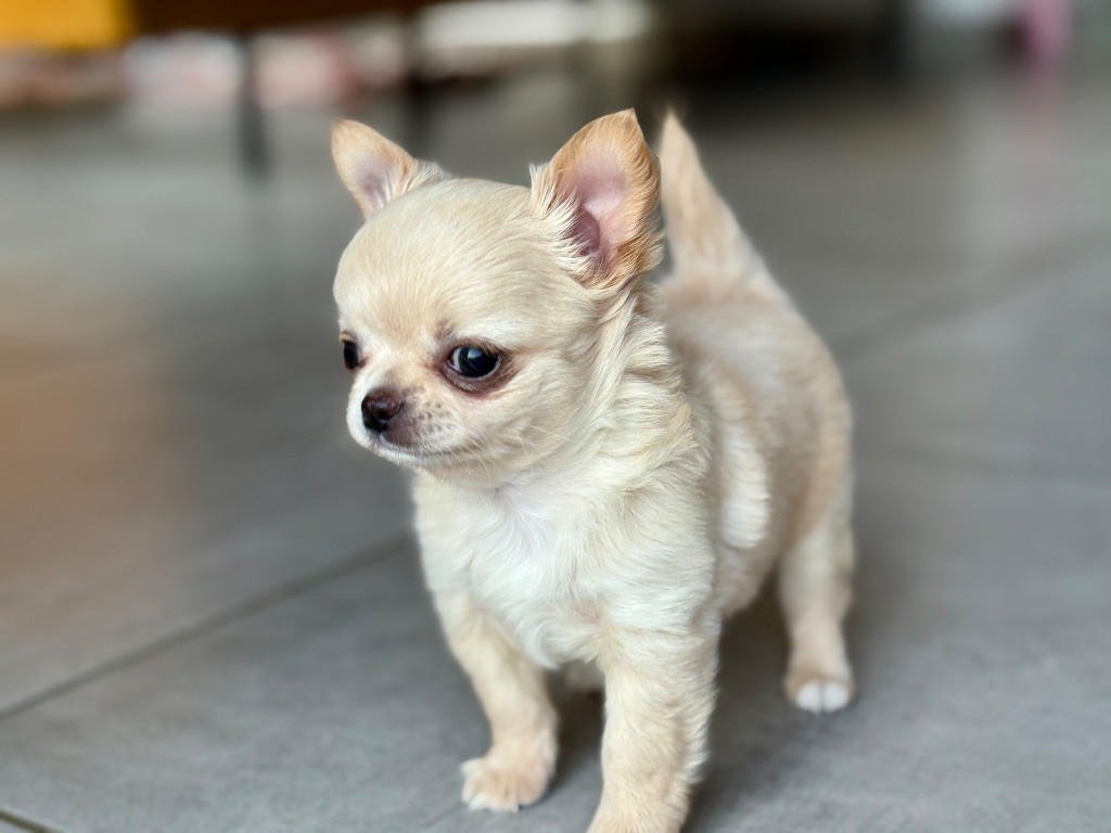 Des Minis Bombes - Chiots disponibles - Chihuahua
