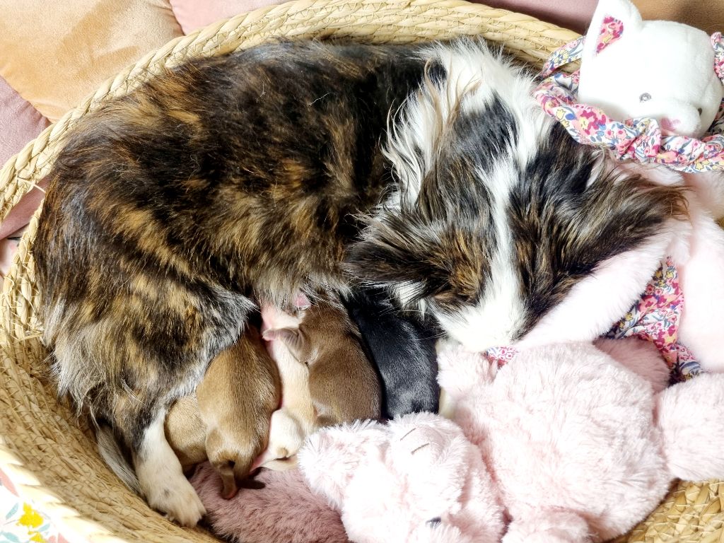 Chiot Chihuahua Des Minis Bombes