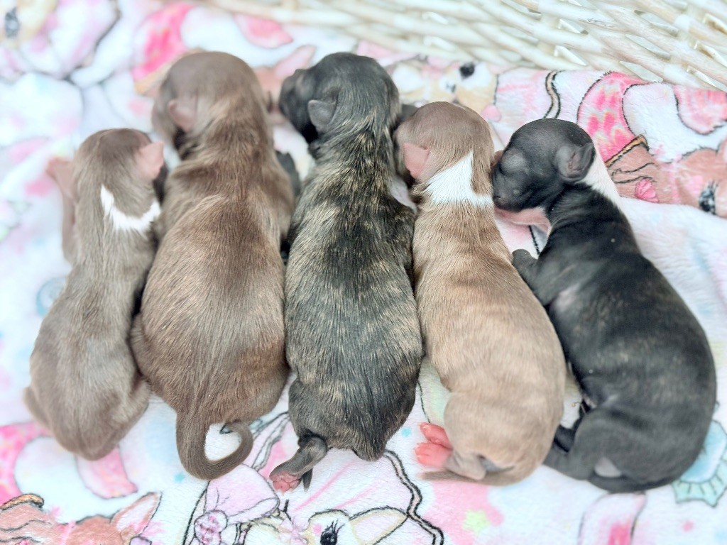 Chiot Chihuahua Des Minis Bombes