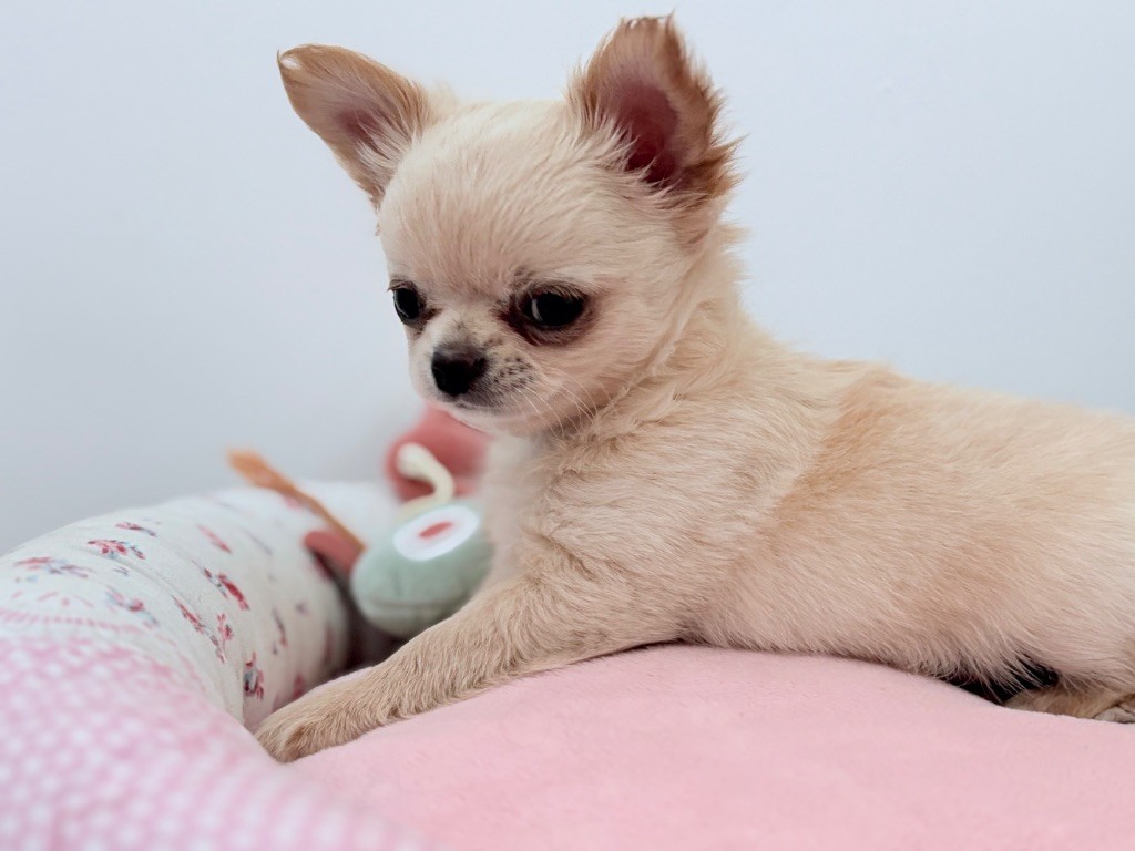 Des Minis Bombes - Chiots disponibles - Chihuahua