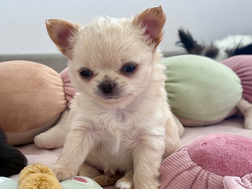 Des Minis Bombes - Chiots disponibles - Chihuahua
