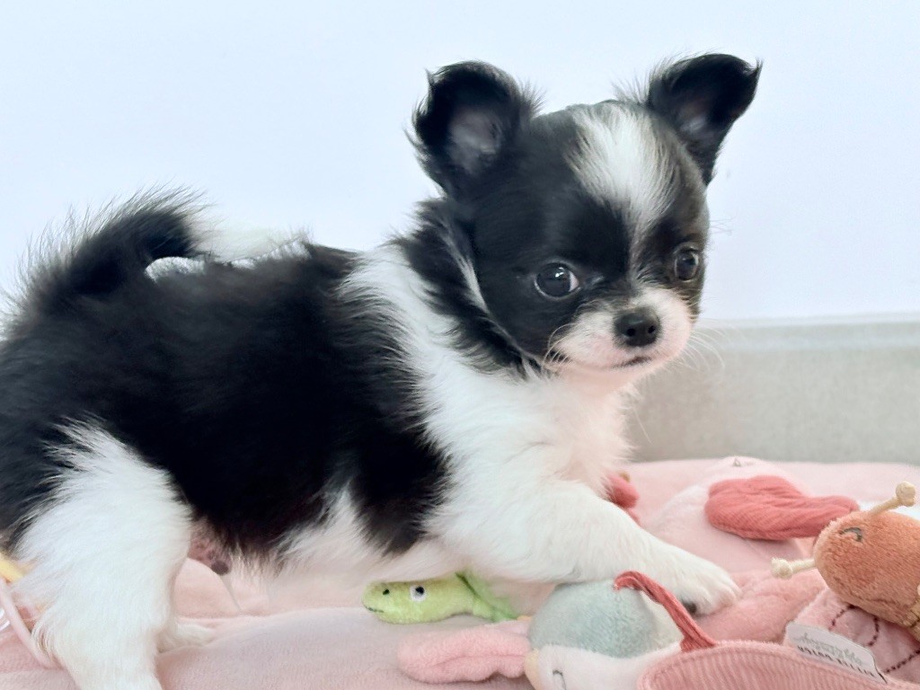 Des Minis Bombes - Chiots disponibles - Chihuahua