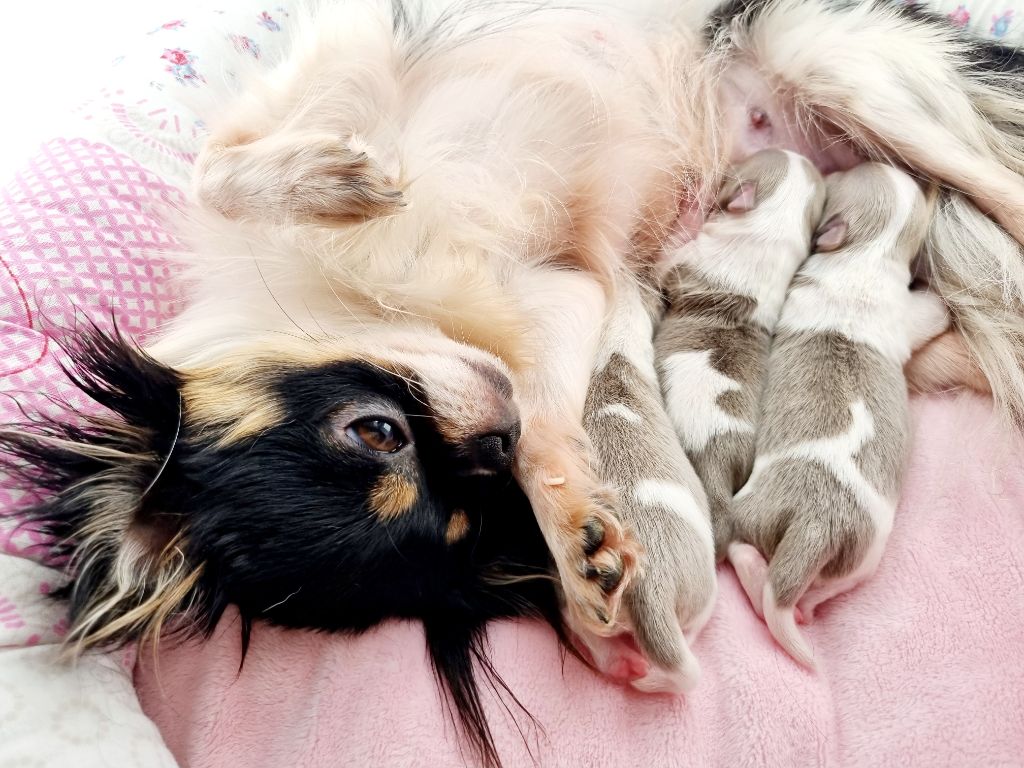 Chiot Chihuahua Des Minis Bombes