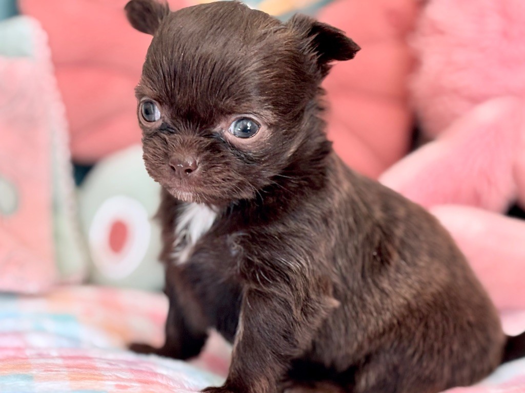 Des Minis Bombes - Chiots disponibles - Chihuahua