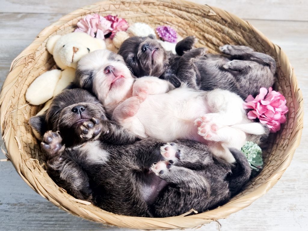 Chiot Chihuahua Des Minis Bombes