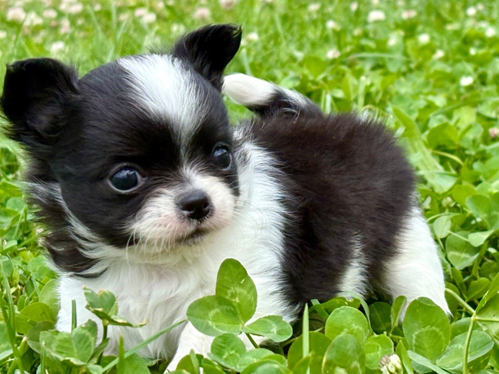 Des Minis Bombes - Chiots disponibles - Chihuahua