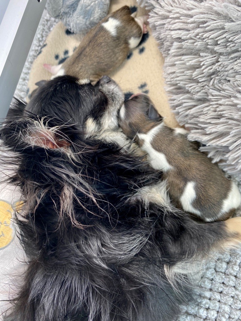 Chiot Chihuahua Des Minis Bombes