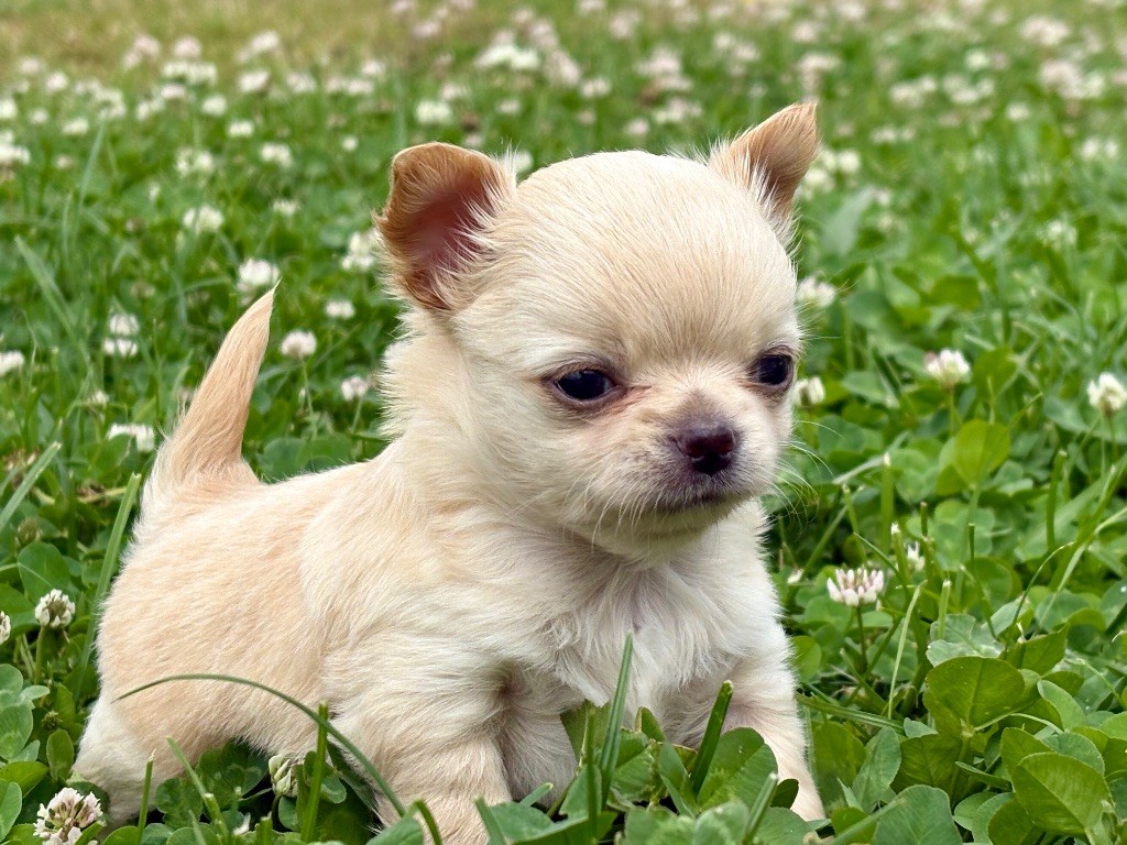 Des Minis Bombes - Chiots disponibles - Chihuahua
