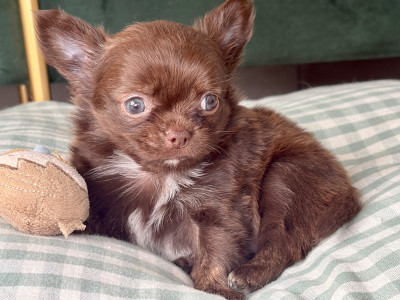 Bernard