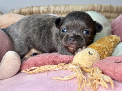 Chiot N°2