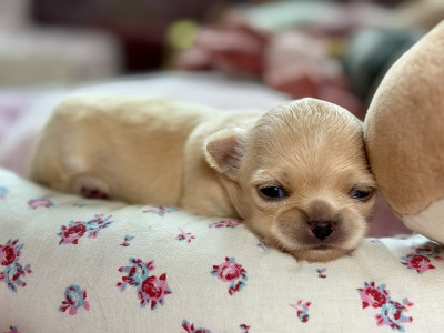 Chiot N°4