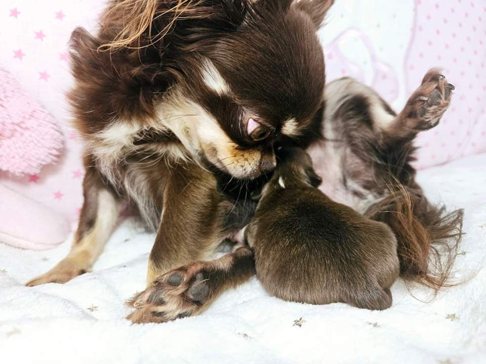 Chiot Chihuahua Des Minis Bombes